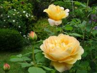 Růže 'Golden Celebration' (Rosa) Růže 'Golden Celebration' (Rosa)