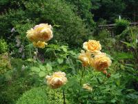 Růže 'Golden Celebration' (Rosa) Růže 'Golden Celebration' (Rosa)
