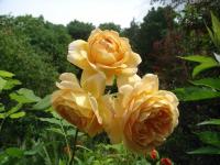 Růže 'Golden Celebration' (Rosa) Růže 'Golden Celebration' (Rosa)