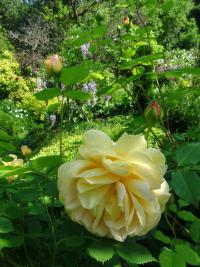Růže 'Golden Celebration' (Rosa) Růže 'Golden Celebration' (Rosa)