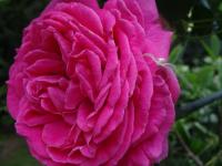 Růže 'Madame Isaac Pereire' (Rosa)