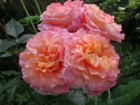 Růže 'Augusta Louise' - Velkokvěté růže (Rosa)