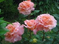 Růže 'Augusta Louise' - Velkokvěté růže (Rosa)