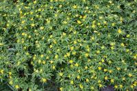 Sasanka pryskyřníkovitá (Anemone ranunculoides)