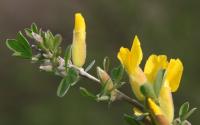 Čilimník řezenský (Cytisus ratisbonensis)