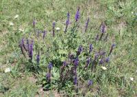 Šalvěj hajní (Salvia nemorosa)