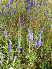 Rozrazil klasnatý (Veronica spicata)