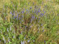 Rozrazil klasnatý (Veronica spicata)