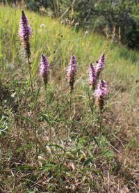 Rozrazil klasnatý (Veronica spicata)