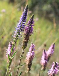 Rozrazil klasnatý (Veronica spicata)