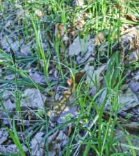Ostřice chlupatá (Carex pilosa)