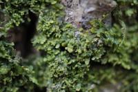 Kroknice vidličnatá (Metzgeria furcata)