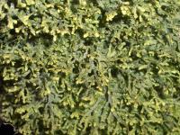 Podhořanka zploštělá (Porella platyphylla)