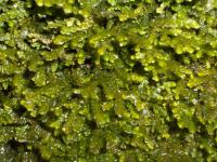 Podhořanka zploštělá (Porella platyphylla)