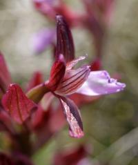 Vstavač motýlovitý (Anacamptis papilionacea)