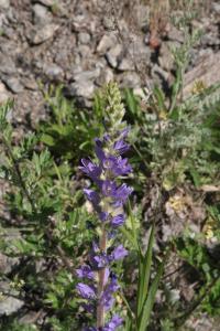 Zvonek (Campanula spicata)