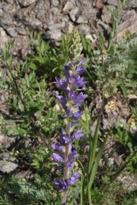 Zvonek (Campanula spicata)