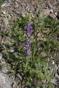 Zvonek (Campanula spicata)