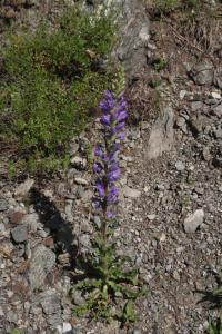 Zvonek (Campanula spicata)
