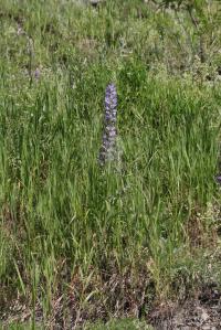 Zvonek (Campanula spicata)
