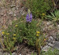 Zvonek (Campanula spicata)