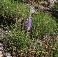Zvonek (Campanula spicata)