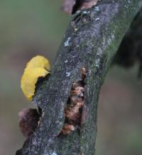 Rosolovka mozkovitá