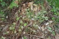 Kapraď samec (Dryopteris filix-mas)