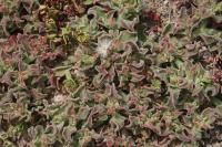 Kosmatec krystalový (Mesembryanthemum crystallinum)