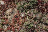 Kosmatec krystalový (Mesembryanthemum crystallinum)