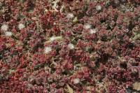 Kosmatec krystalový (Mesembryanthemum crystallinum)
