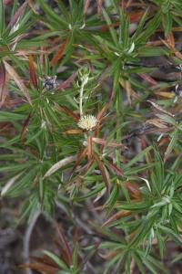 Pupava vrbolistá (Carlina salicifolia)