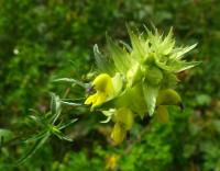 Kokrhel vysokohorský (Rhinanthus glacialis)