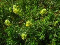 Kokrhel vysokohorský (Rhinanthus glacialis)