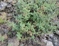 Krtičník (Scrophularia rupestris)