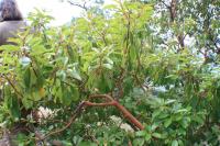 Planika drobnoplodá (Arbutus andrachne)