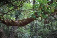 Planika drobnoplodá (Arbutus andrachne)