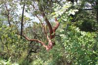 Planika drobnoplodá (Arbutus andrachne)