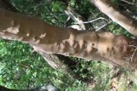 Planika drobnoplodá (Arbutus andrachne)