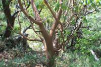 Planika drobnoplodá (Arbutus andrachne)