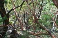 Planika drobnoplodá (Arbutus andrachne)