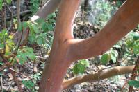 Planika drobnoplodá (Arbutus andrachne)