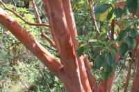 Planika drobnoplodá (Arbutus andrachne)