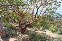 Planika drobnoplodá (Arbutus andrachne)
