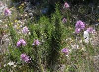 Vstavač italský (Orchis italica)