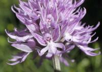 Vstavač italský (Orchis italica)