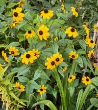 Třapatka trojlaločná (Rudbeckia triloba)