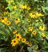 Třapatka trojlaločná (Rudbeckia triloba)