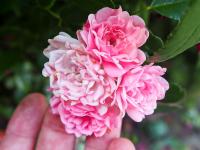 Růže 'The Fairy' - Mnohokvěté růže (Rosa)