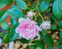 Růže 'The Fairy' - Mnohokvěté růže (Rosa)